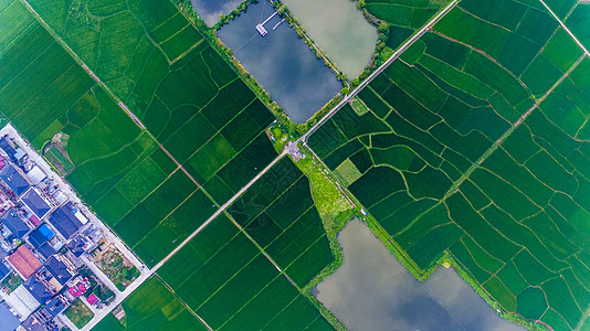 拍摄背景图垂直拍摄的农田背景