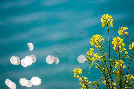 千岛湖油菜花湖边泛着光斑的油菜花背景