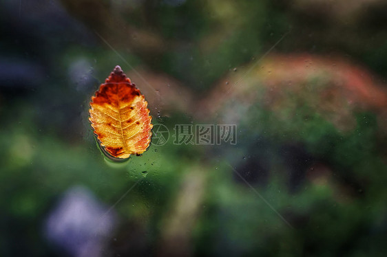 雨中车窗上的树叶图片