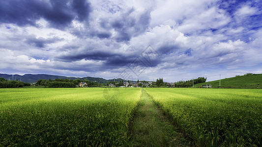 蓝天水稻田野背景