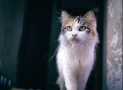 中国狸花猫图片_中国狸花猫素材图片大全_摄图网