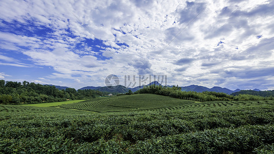 大气的茶山全景图图片