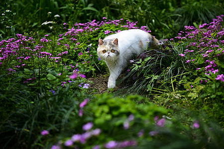 好奇猫花丛中的猫背景