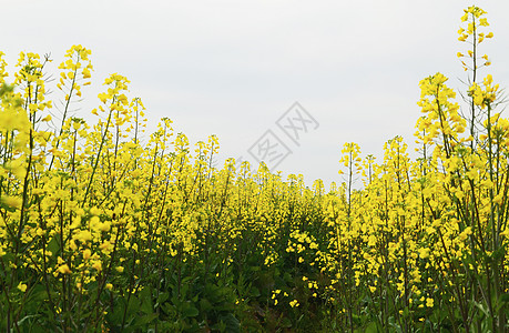 原野的油菜花背景图片