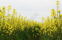 原野的油菜花图片