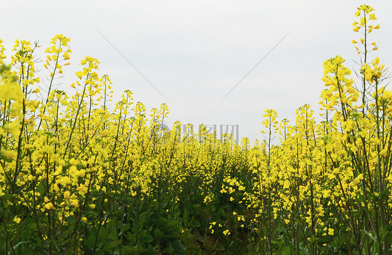 原野的油菜花图片