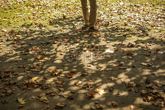 地面上的初秋落叶光影图片