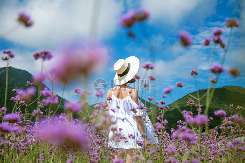 薰衣草花田里的美女背影图片