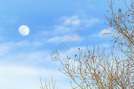 月饼中秋节月亮背景