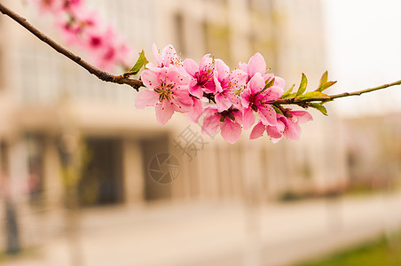 桃花朵朵开背景图片