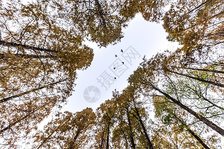 森林飞鸟红衫林的天空背景