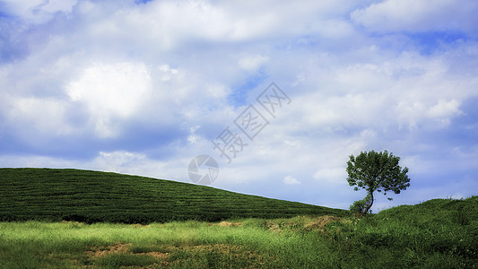 绿色小清新主图远方的树背景