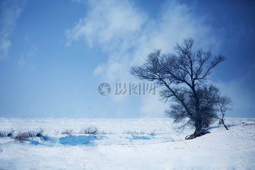 雪地中的树图片