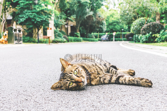 镜头下的猫咪图片