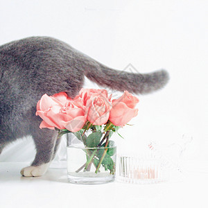 猫咪与玫瑰图片