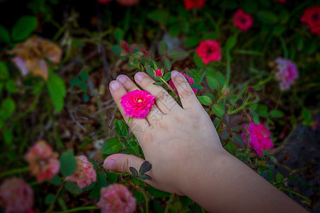 小女孩的手 花花戒指背景图片