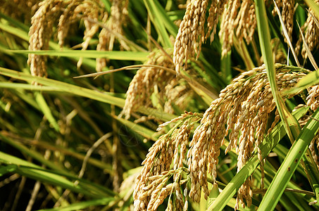 农民稻田收获的水稻背景