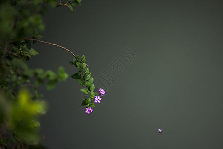 花瓣飞落花流水背景