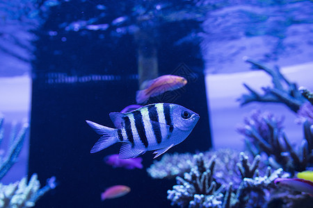 海底世界各种鱼类和生物背景图片