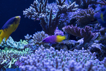 海底世界各种鱼类和生物图片