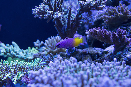 海洋生物小丑鱼海底世界各种鱼类和生物背景