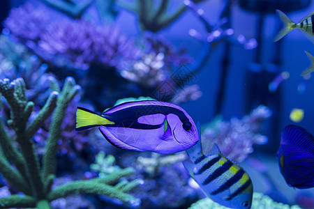 海底世界各种鱼和生物背景图片