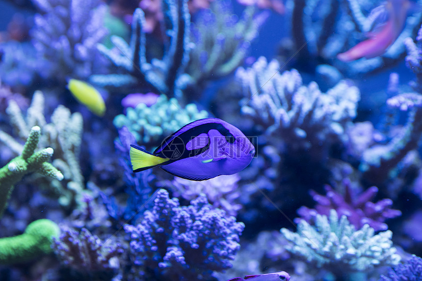 海底世界各种鱼和生物图片