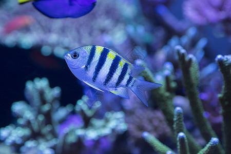 海底世界各种鱼和生物图片