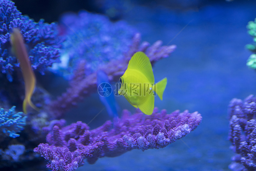 海底世界各种鱼和生物图片