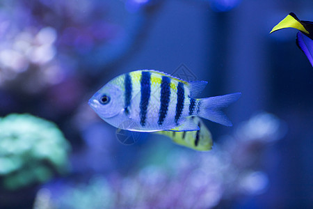 海底世界各种鱼和生物背景图片