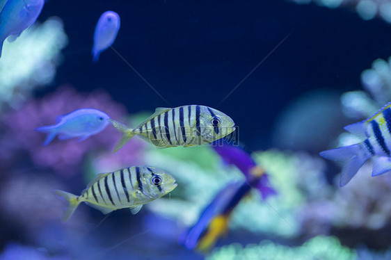 海底世界各种鱼和生物图片