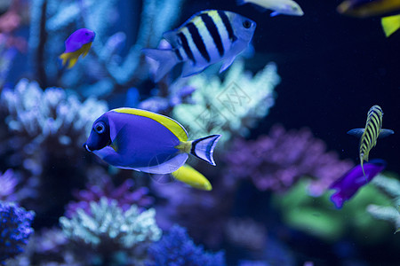 潜水海底世界各种鱼和生物背景