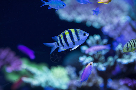 海底世界各种鱼和生物图片