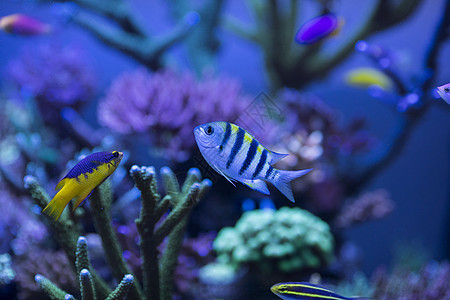 海底世界各种鱼和生物背景图片