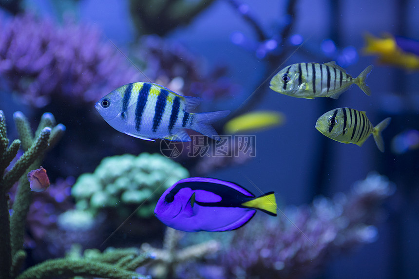 海底世界各种鱼和生物图片