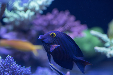 海底世界各种鱼和生物背景图片