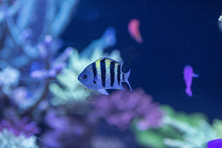 海底世界各种鱼和生物背景图片