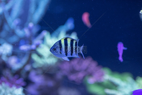 海底世界各种鱼和生物图片