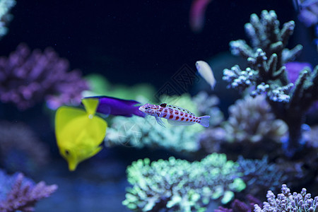 海底世界各种鱼和生物图片