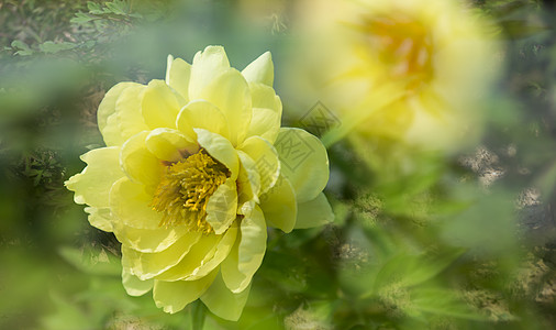 花开盛夏图片