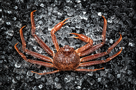 黑色礼盒冰上的活螃蟹背景