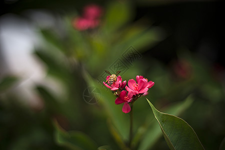 蜜蜂恋花图片