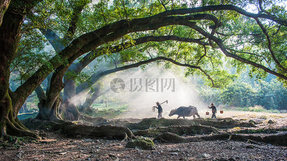 江西霞浦杨家溪大榕树下的农家夫妇图片