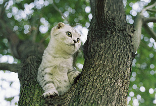 小猫爬树图片