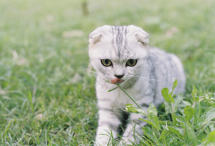 小猫在草坪上玩耍图片