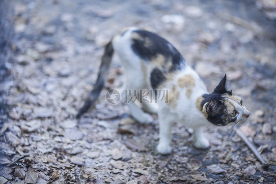 猫在户外仔细观察图片