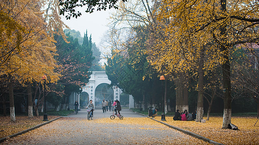 苏州大学的银杏树背景图片