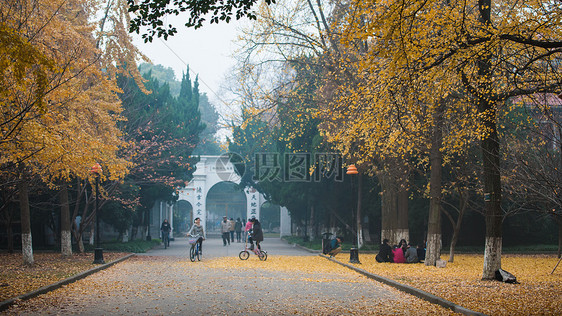 苏州大学的银杏树图片