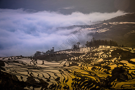 多依树梯田背景图片