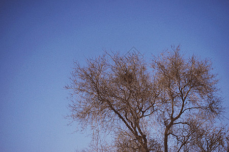 秋天天空树干树枝图片